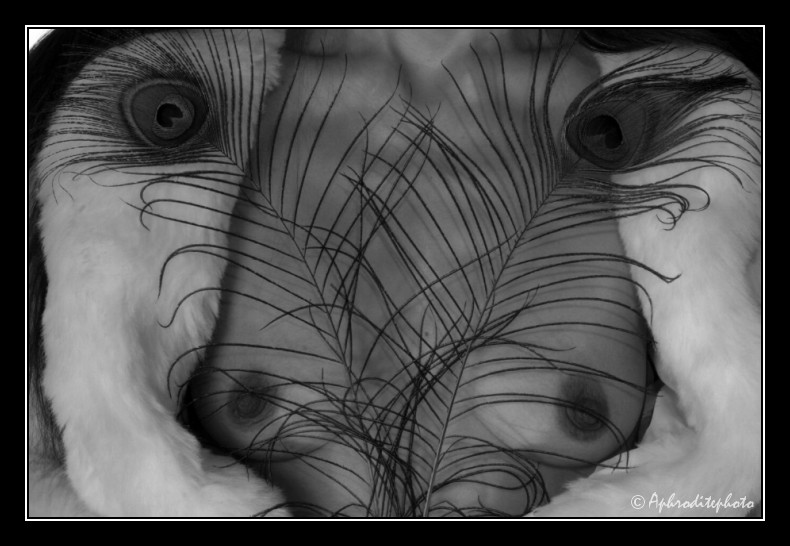 Yeux de paon